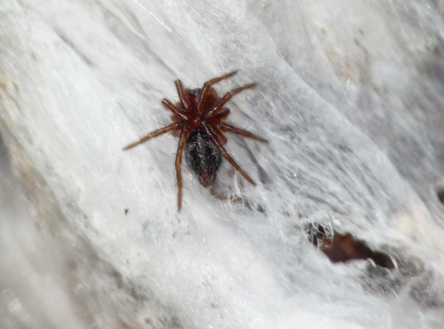 Piccoli di Agelena labyrinthica - Tolfa (RM)